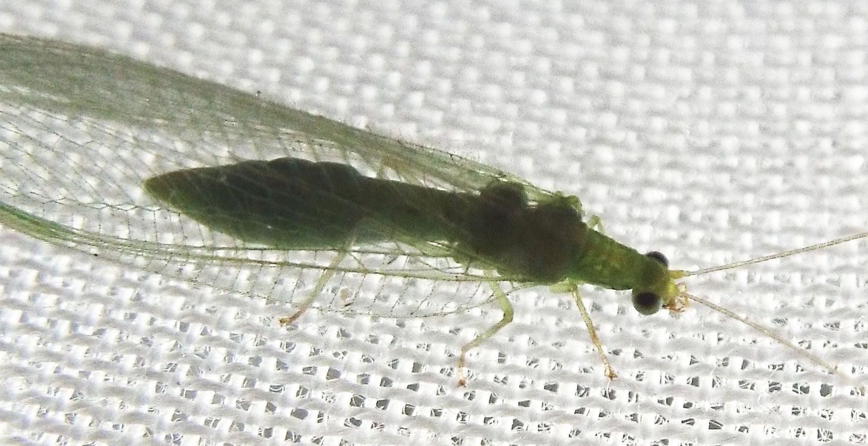 Chrysoperla sp.